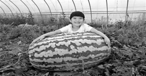 凶杀案吃瓜,揭秘一起凶杀案的惊人真相