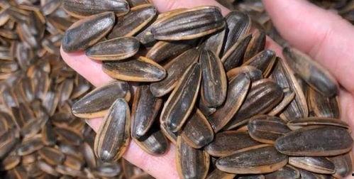 吃瓜子补瓜,传统智慧中的养生之道