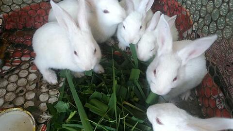 白兔会吃洋瓜吗怎么吃