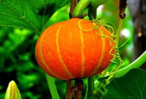 吃南瓜可以吃秋瓜吗