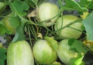 吃瓜什么时间吃,揭秘最佳吃瓜时间