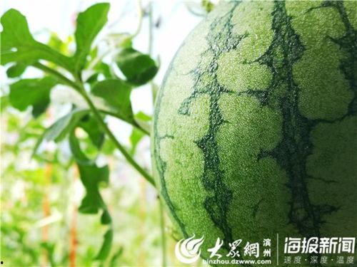 木木的吃瓜视频,揭秘娱乐圈幕后故事