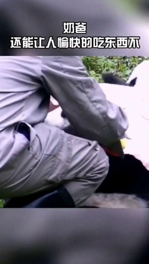 奶爸吃瓜,揭秘娱乐圈育儿背后的故事