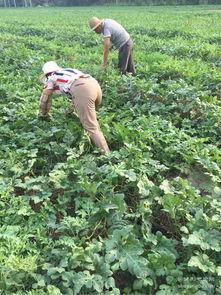 吃鲜瓜,尽享清凉美味时光