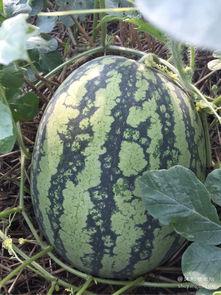 吃鲜瓜,尽享清凉美味时光