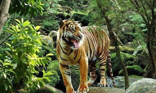 猛虎最新吃瓜视频,揭秘娱乐圈幕后真相