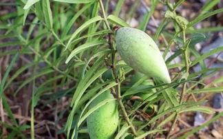草瓜咋吃,草瓜咋吃的多样美味之旅