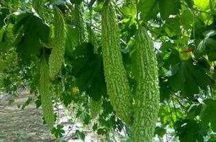 草瓜咋吃,草瓜咋吃的多样美味之旅