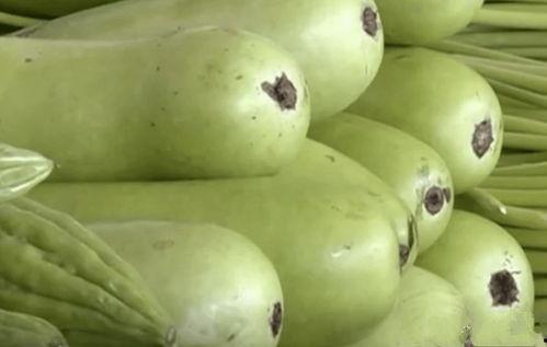 牛吃不吃葫芦瓜,揭秘葫芦瓜在牛饲料中的地位