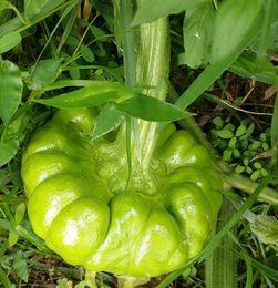 姜柄瓜怎么吃,探索美味与健康的完美结合