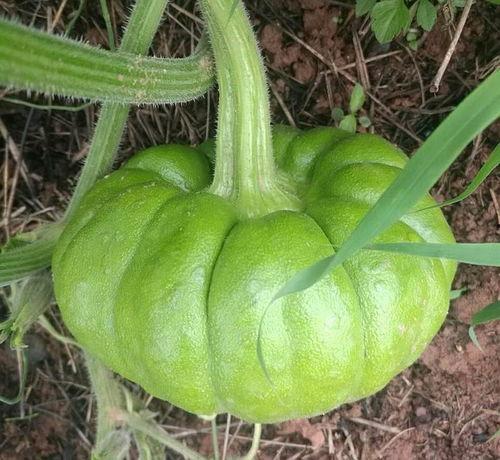 姜柄瓜怎么吃,探索美味与健康的完美结合