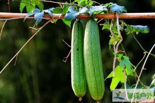 秋天是吃果还是吃瓜,品果还是尝瓜，秋季美食大比拼