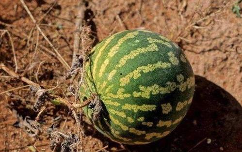 山河令导游吃瓜