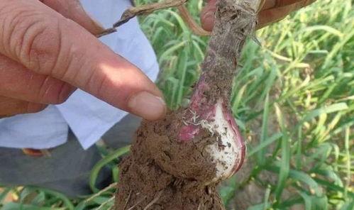 吃瓜蛆,网络舆论场中的新型传播现象