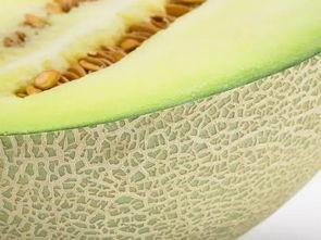 青色吃瓤的瓜,探寻瓜果的独特风味