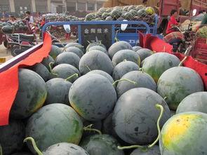 风景秀丽吃瓜,瓜果飘香——探寻秀美风光中的甜蜜时光