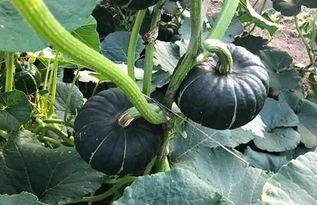 老人吃贝贝瓜,老人与贝贝瓜的甜蜜回忆