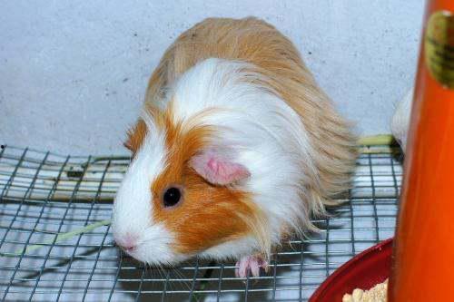 瓠瓜荷兰猪可以吃吗,荷兰猪的适宜美食探索