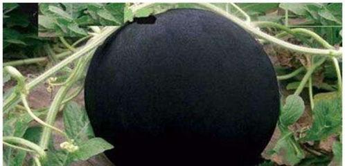 黑色吃瓜图,揭秘娱乐圈背后的秘密与真相