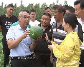 男博士加班吃瓜,揭秘职场“吃瓜”文化现象