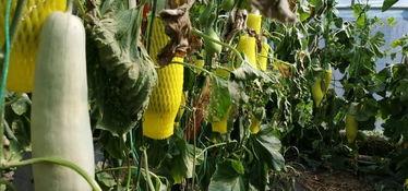 无双城无双吃瓜,无双吃瓜背后的故事揭秘