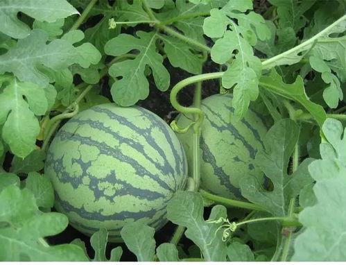 吃瓜江郎,揭秘娱乐圈背后的故事与真相