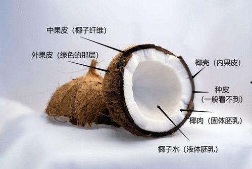 夏日吃瓜椰椰有多少