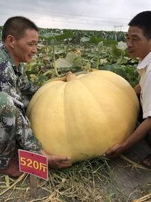 吃瓜来宾,揭秘娱乐圈背后的故事