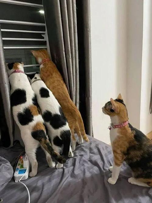 听到别人吵架立刻吃瓜,揭秘他人争吵背后的故事