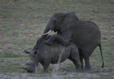 犀牛吃瓜随手扔瓜的故事,一场奇妙的生态互动之旅