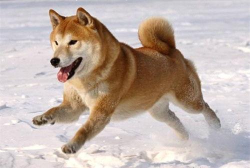 柴犬可以吃羊角蜜瓜吗,美味与健康的双重享受