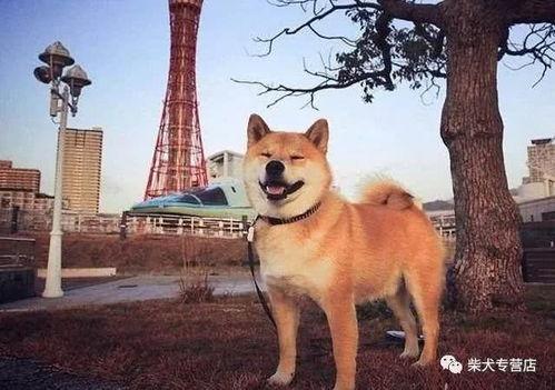 柴犬可以吃羊角蜜瓜吗,美味与健康的双重享受