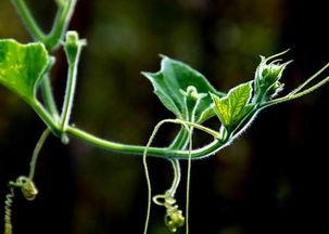 曲周免费吃瓜详情,全民共享夏日清凉盛宴