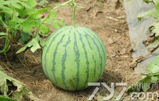 吃瓜不保熟图片,揭秘娱乐圈的“瓜田”风云