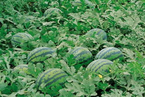 职高户外游戏吃瓜,欢乐吃瓜时光