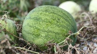 兰州14中吃瓜,揭秘校园里的“瓜田”风云