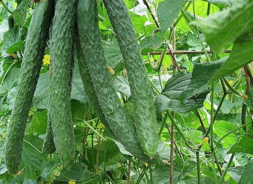 吃疏瓜吃的效果,夏日消暑、健康养生的美味选择