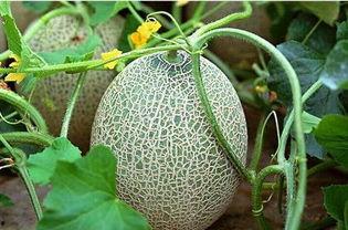 6月9号吃瓜,一场吃瓜盛宴背后的故事