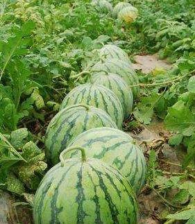 吃瓜了原创,揭秘娱乐圈幕后故事，带你走进明星真实生活