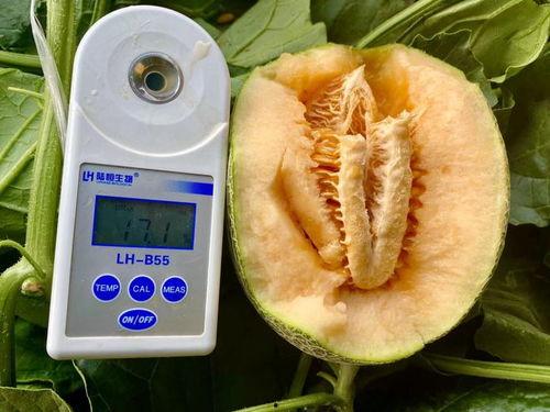 吃瓜网站zip,带你走进网络八卦的神秘世界