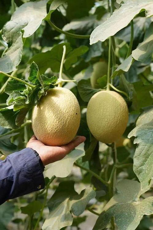 吃瓜网站zip,带你走进网络八卦的神秘世界