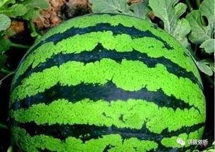 附手瓜怎么吃,解锁美味新体验