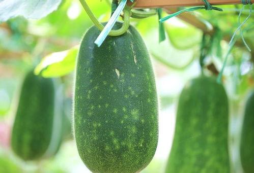 种的瓜几个月可以吃不,种植瓜果的收获期速览