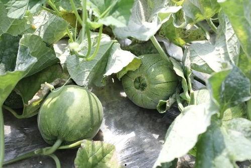 瓜都是在哪吃,探寻瓜类美食的多样食趣