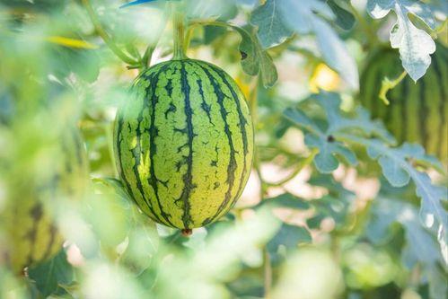 裤子瓜怎么吃才好吃,解锁最佳食用技巧