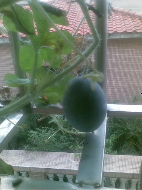 站在阳台吃瓜,闲适生活的一角