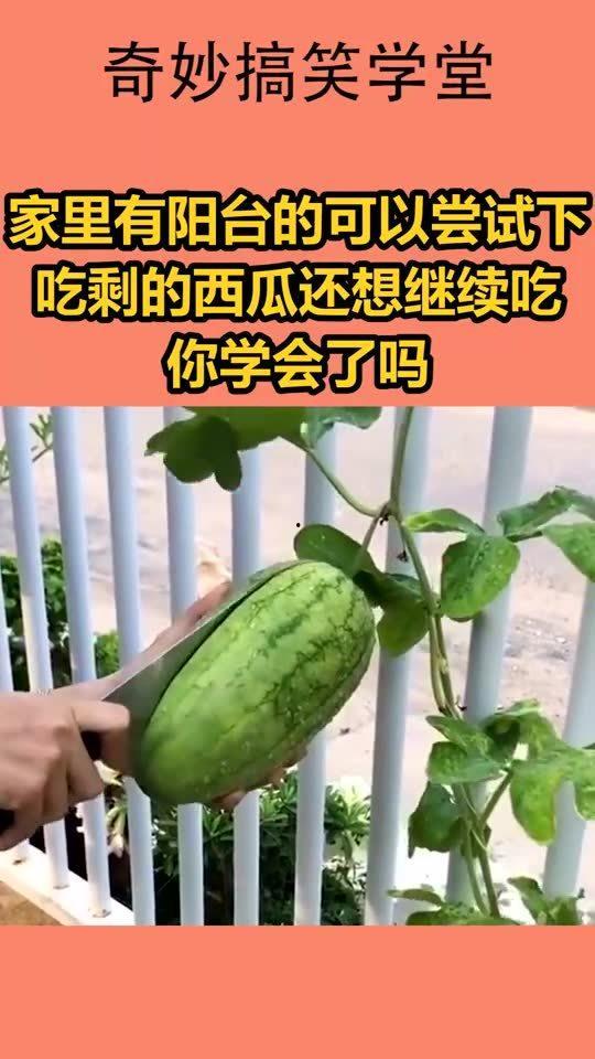 站在阳台吃瓜,闲适生活的一角