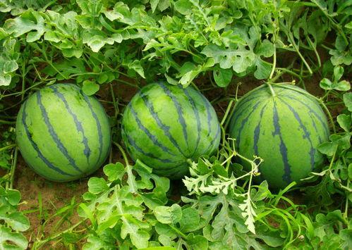 早上吃梨瓜,开启健康活力新一天