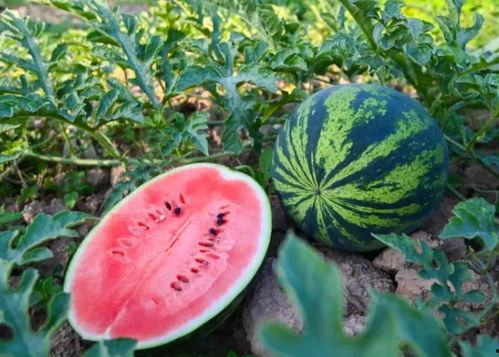 搞笑吃瓜群河南