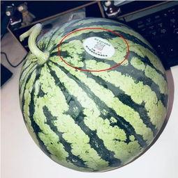 彩虹网红吃瓜,揭秘娱乐圈幕后真相